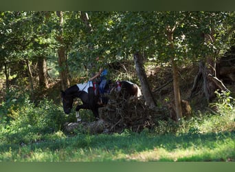 Cheval de trait Croisé, Hongre, 4 Ans, 163 cm, Pinto