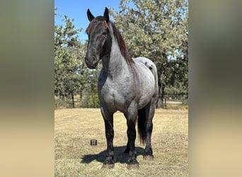 Cheval de trait, Hongre, 4 Ans, 163 cm, Rouan Bleu