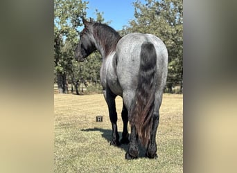 Cheval de trait, Hongre, 4 Ans, 163 cm, Rouan Bleu