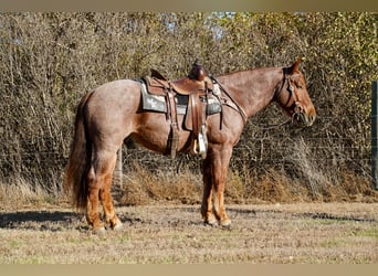 Cheval de trait Croisé, Hongre, 4 Ans, 163 cm, Rouan Rouge