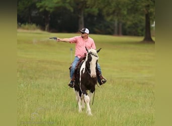 Cheval de trait, Hongre, 4 Ans, 163 cm, Tobiano-toutes couleurs