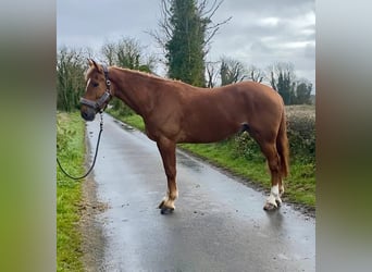 Cheval de trait, Hongre, 4 Ans, 164 cm, Alezan brûlé