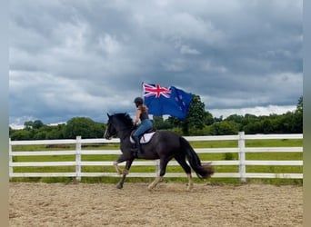 Cheval de trait, Hongre, 4 Ans, 164 cm, Rouan Bleu