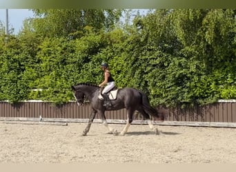 Cheval de trait, Hongre, 4 Ans, 164 cm, Rouan Bleu