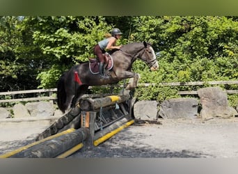 Cheval de trait, Hongre, 4 Ans, 164 cm, Rouan Bleu