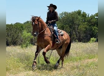 Cheval de trait, Hongre, 4 Ans, 165 cm, Bai cerise