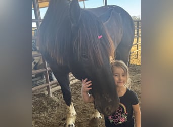 Cheval de trait Croisé, Hongre, 4 Ans, 165 cm, Noir