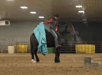 Cheval de trait Croisé, Hongre, 4 Ans, 165 cm, Noir