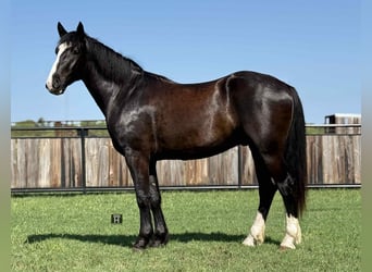 Cheval de trait, Hongre, 4 Ans, 165 cm, Noir