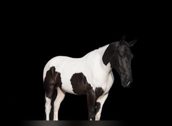 Cheval de trait, Hongre, 4 Ans, 165 cm