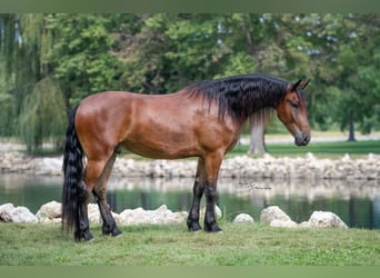 Cheval de trait, Hongre, 4 Ans, 168 cm, Bai cerise