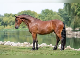 Cheval de trait, Hongre, 4 Ans, 168 cm, Bai cerise