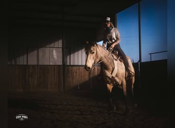 Cheval de trait, Hongre, 4 Ans, 168 cm, Buckskin