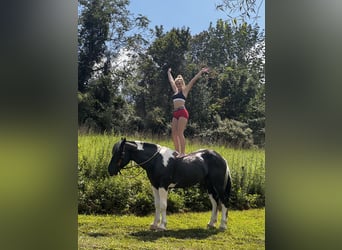 Cheval de trait Croisé, Hongre, 4 Ans, 168 cm, Pinto