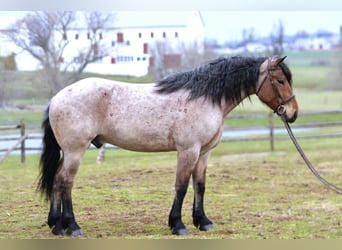 Cheval de trait Croisé, Hongre, 4 Ans, 168 cm, Roan-Bay