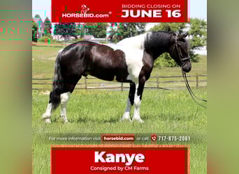 Cheval de trait Croisé, Hongre, 4 Ans, 168 cm