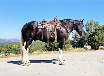 Cheval de trait Croisé, Hongre, 4 Ans, 168 cm