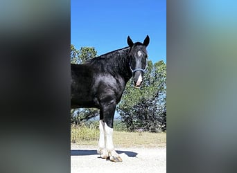 Cheval de trait Croisé, Hongre, 4 Ans, 168 cm