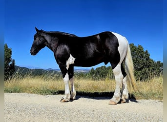 Cheval de trait Croisé, Hongre, 4 Ans, 168 cm