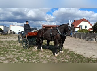 Cheval de trait, Hongre, 4 Ans, 170 cm, Noir