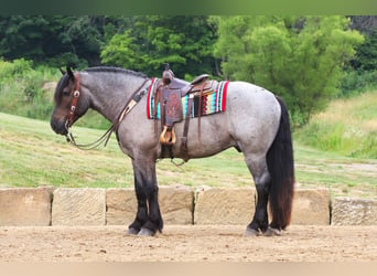 Cheval de trait Croisé, Hongre, 4 Ans, 170 cm, Rouan Bleu