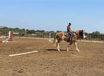 Cheval de trait Croisé, Hongre, 4 Ans, 173 cm, Alezan cuivré