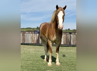 Cheval de trait Croisé, Hongre, 4 Ans, 173 cm, Alezan cuivré