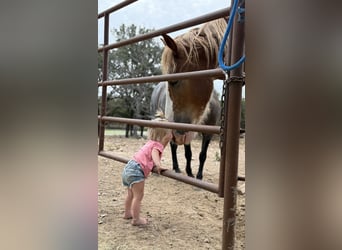 Cheval de trait Croisé, Hongre, 4 Ans, 173 cm, Alezan cuivré