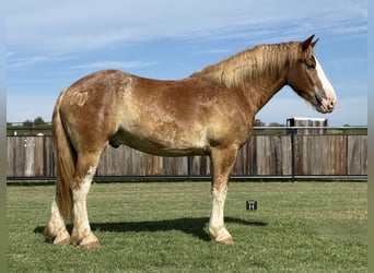 Cheval de trait Croisé, Hongre, 4 Ans, 173 cm, Alezan cuivré