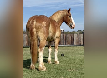 Cheval de trait Croisé, Hongre, 4 Ans, 173 cm, Alezan cuivré