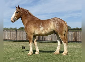 Cheval de trait Croisé, Hongre, 4 Ans, 173 cm, Alezan cuivré