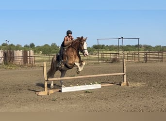 Cheval de trait Croisé, Hongre, 4 Ans, 173 cm, Alezan cuivré