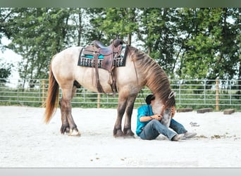 Cheval de trait Croisé, Hongre, 4 Ans, 173 cm, Grullo