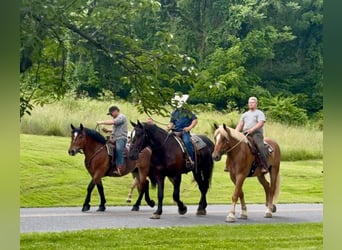 Cheval de trait, Hongre, 4 Ans, 173 cm, Palomino