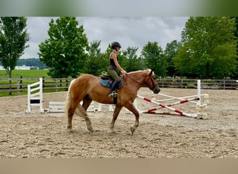 Cheval de trait, Hongre, 4 Ans, 173 cm, Palomino