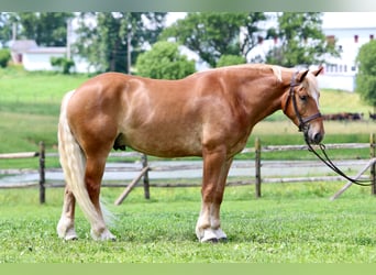 Cheval de trait, Hongre, 4 Ans, 173 cm, Palomino