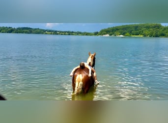 Cheval de trait, Hongre, 4 Ans, 173 cm, Palomino