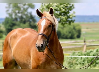 Cheval de trait, Hongre, 4 Ans, 173 cm, Palomino