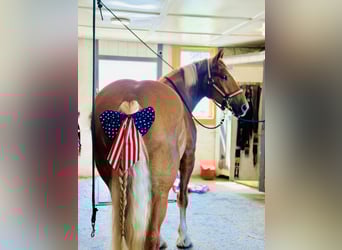 Cheval de trait, Hongre, 4 Ans, 173 cm, Palomino
