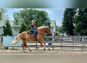 Cheval de trait, Hongre, 4 Ans, 173 cm, Palomino