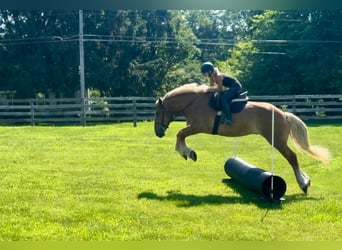 Cheval de trait, Hongre, 4 Ans, 173 cm, Palomino