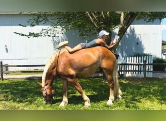 Cheval de trait, Hongre, 4 Ans, 173 cm, Palomino