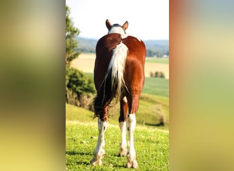 Cheval de trait, Hongre, 4 Ans, 173 cm, Tobiano-toutes couleurs