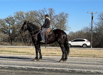 Cheval de trait, Hongre, 4 Ans, 175 cm