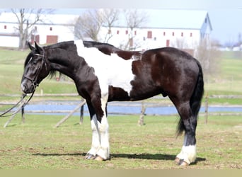 Cheval de trait Croisé, Hongre, 4 Ans, 178 cm, Pinto