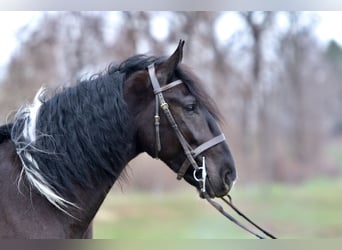 Cheval de trait Croisé, Hongre, 4 Ans, 178 cm, Pinto