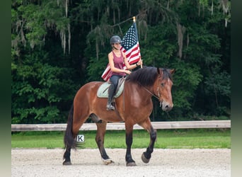 Cheval de trait Croisé, Hongre, 4 Ans, 183 cm, Bai cerise