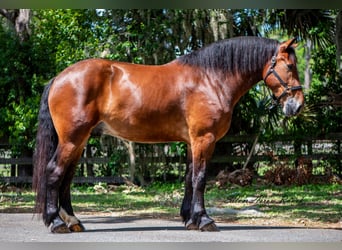 Cheval de trait Croisé, Hongre, 4 Ans, 183 cm, Bai cerise