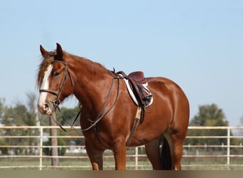 Cheval de trait Croisé, Hongre, 4 Ans, Alezan brûlé