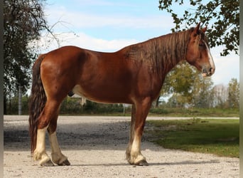 Cheval de trait Croisé, Hongre, 4 Ans, Alezan brûlé